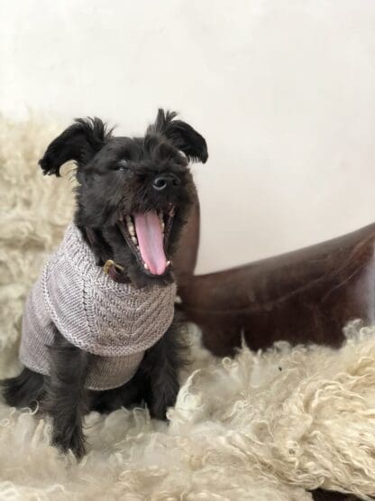 Jacqueline Cieslak Dog Sweater